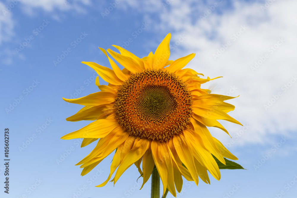 Sunflowers at dawn in the field on a background of blue sky Sunflowers at dawn in the field on a background of blue sky