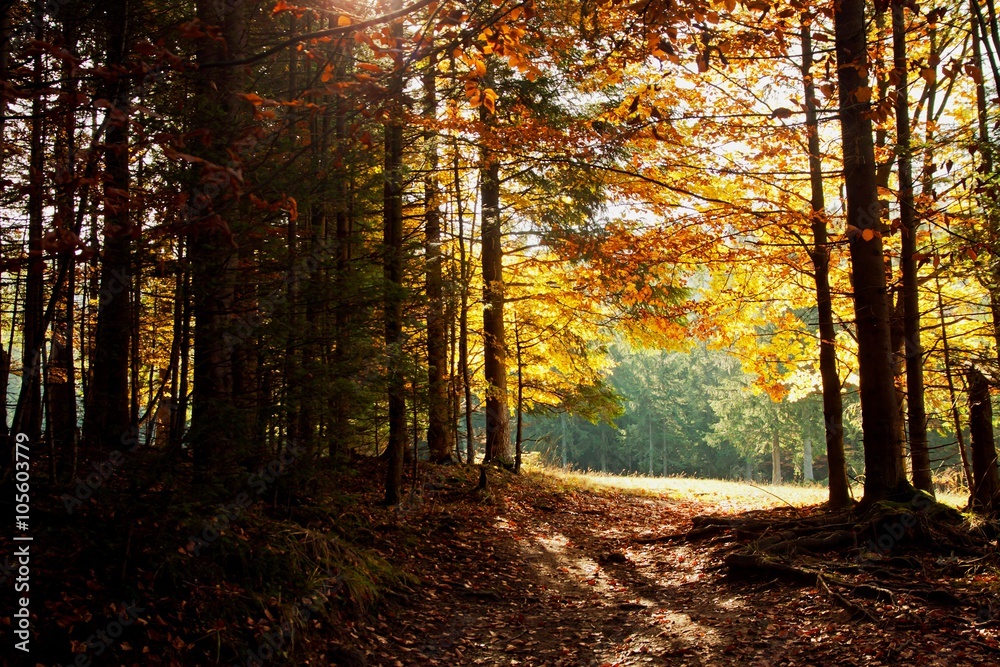 Fototapeta premium Track path in mountain forest
