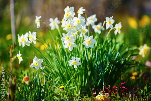 Bright blooming white daffodils . Flowering narcissus flowers. Spring daffodils. Shallow depth of field. Selective focus.