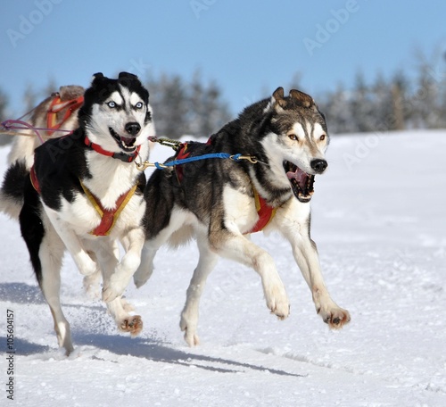 Huskys im Einsatz