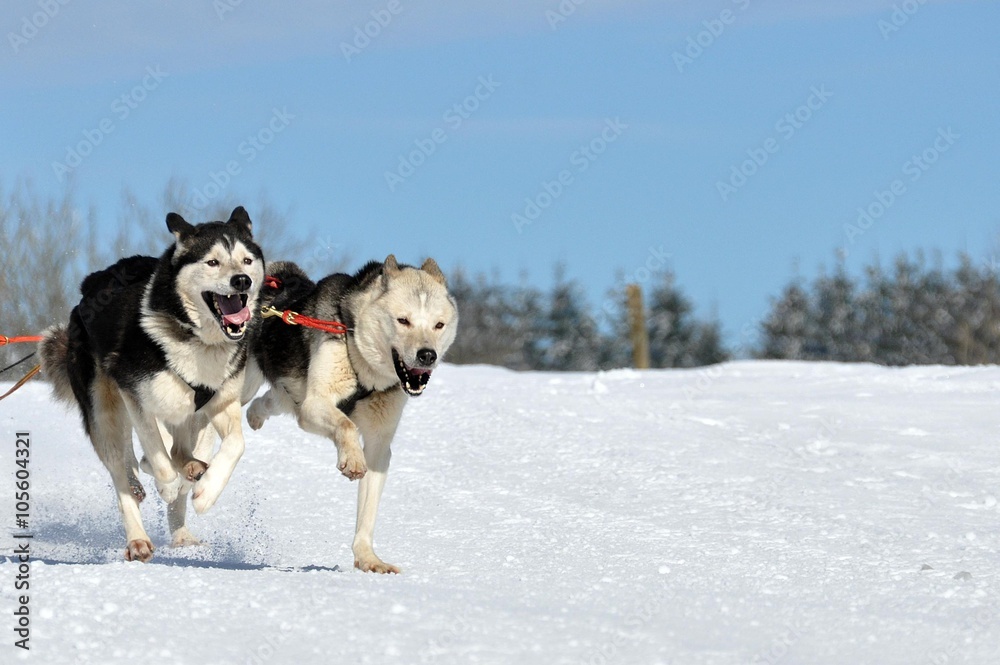 Naklejka premium Huskys
