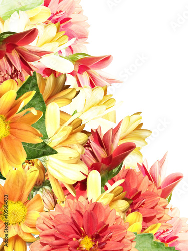 Floral background. Dahlias and chrysanthemums 