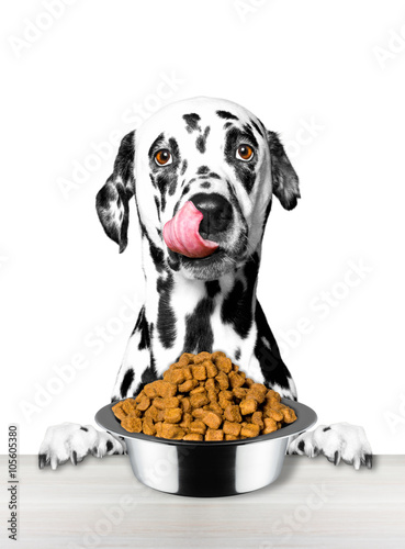 Dog is very hungry and is going to eat