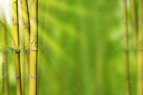 Fototapeta Naklejka Na Ścianę i Meble -  Gold Green stems bamboo and green abstract background