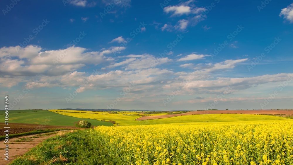 Czech Republic. Bright yellow flowers of oilseed rape in spring vast fields of Moravia. Sunny weather and clouds. Time lapse 4K
