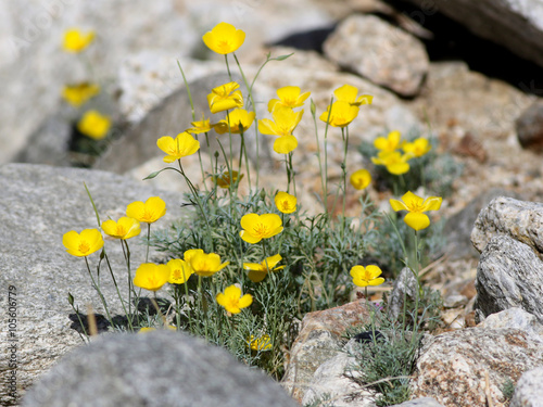 Parish's Poppy - Eschscholzia parishii photo