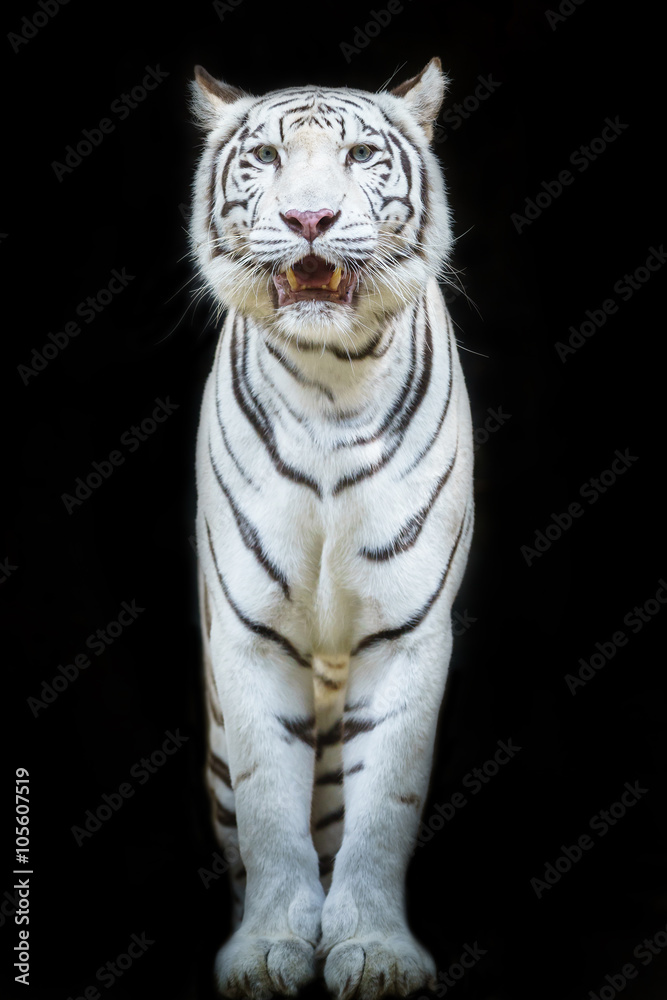 Naklejka premium White Tiger