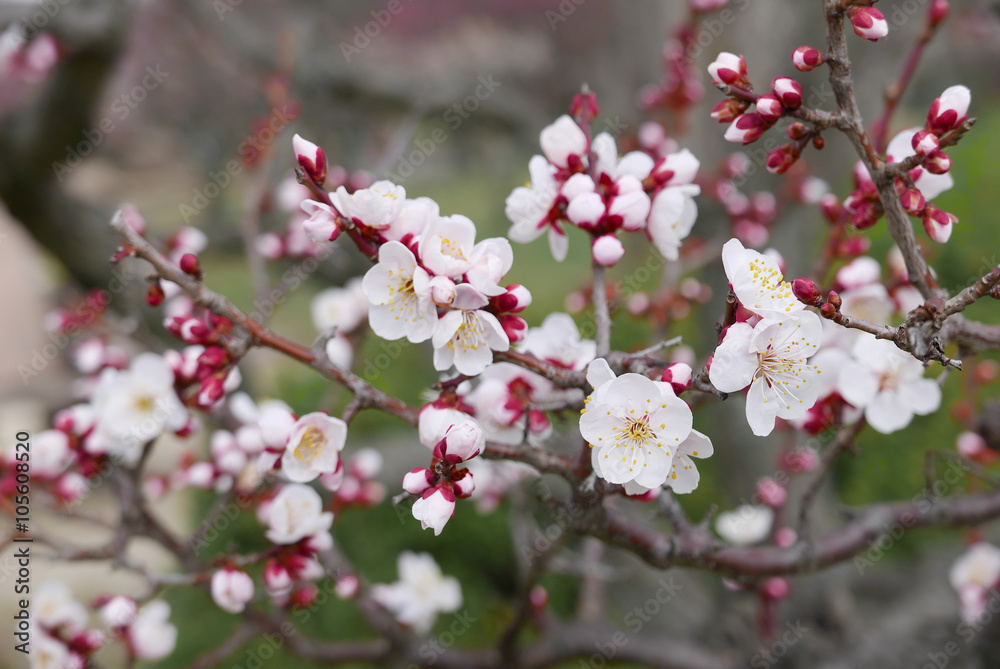 梅の花 梅の花