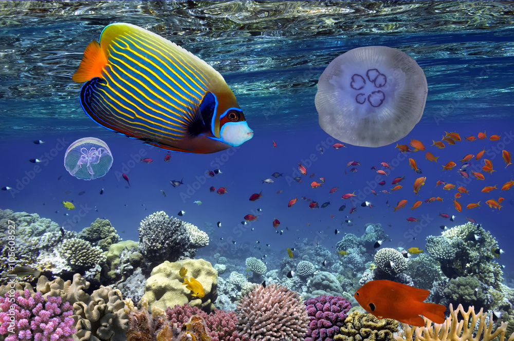 Fototapeta premium Ryby tropikalne i korale twarde w Morzu Czerwonym, Egipt