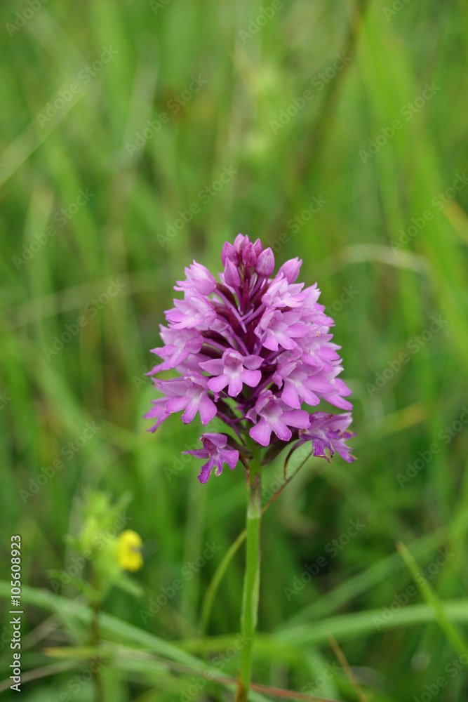 Pyramidal Orchid