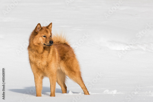 Foto Finnish Spitz on a bright winter day