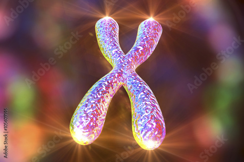 Human chromosome with shining telomeres photo