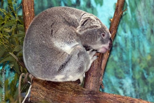 animal 2705 / Koala relajado en la rama de un arbol