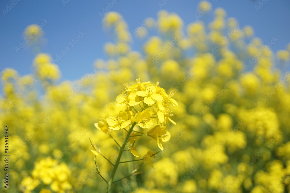 菜の花 菜の花
