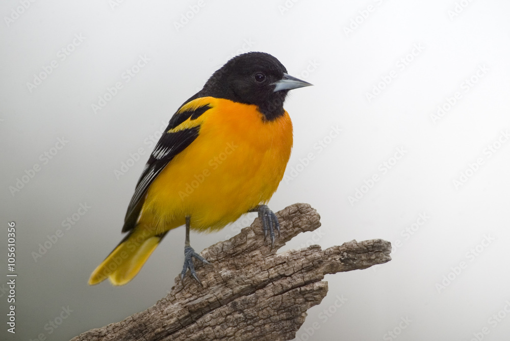 Obraz premium Northern Baltimore Oriole (Icterus galbula)