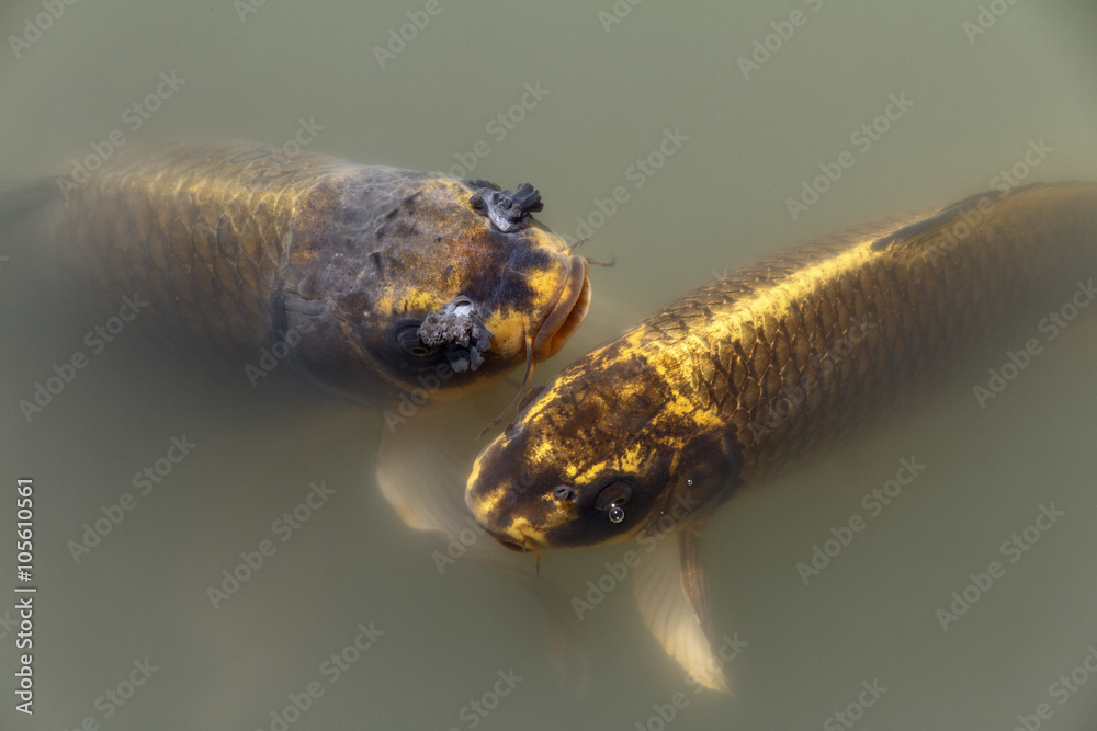 Ταπετσαρία Gold carps in the lake. Japanese garden.