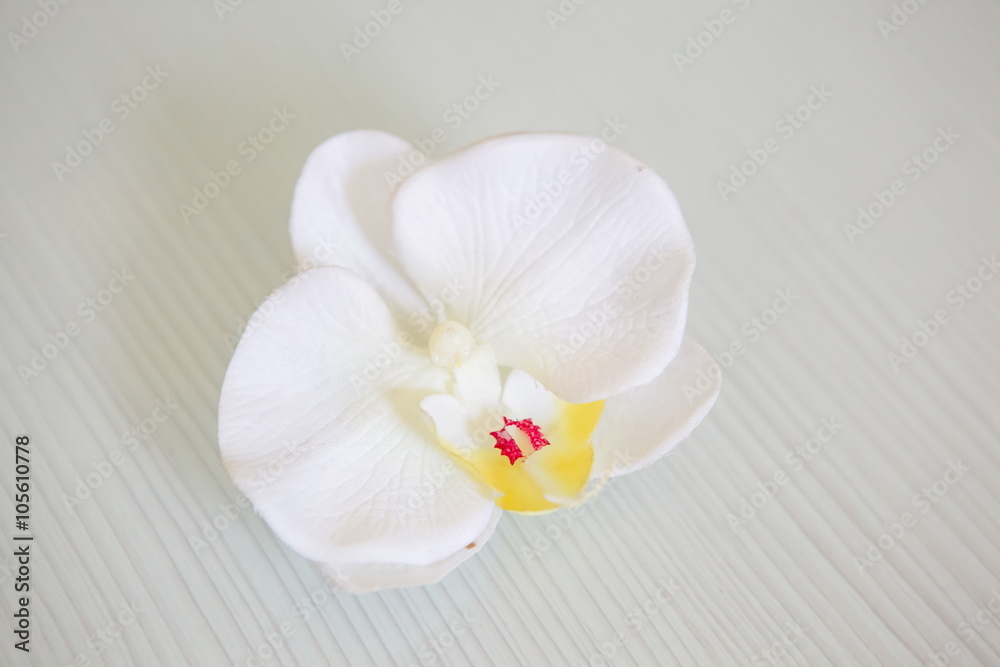 white orchid flower white orchid flower