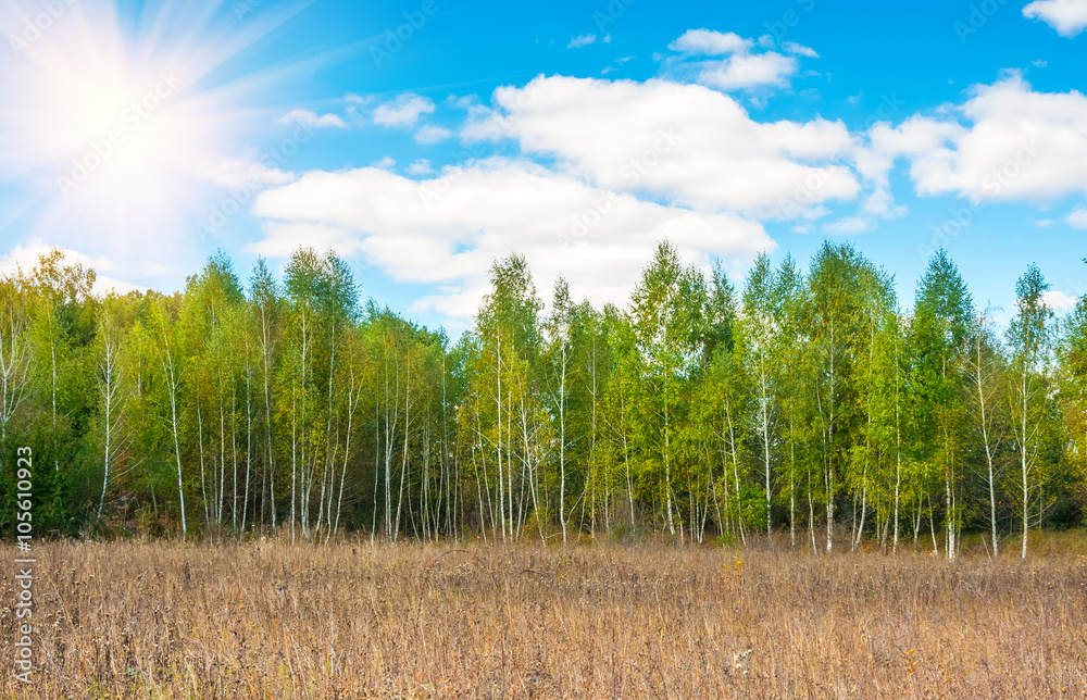birch forest background