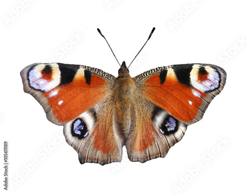 large peacock butterfly on white isolated background © nataba