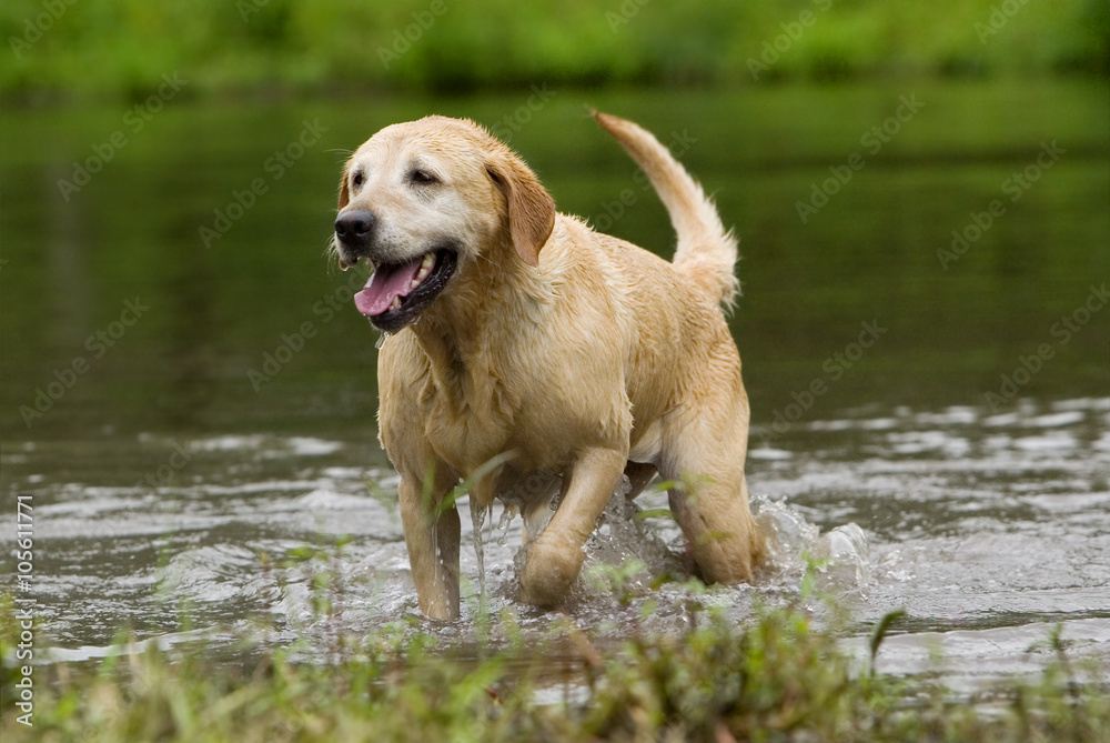 Yellow Labrador Retriever fetching in water Yellow Labrador Retriever fetching in water