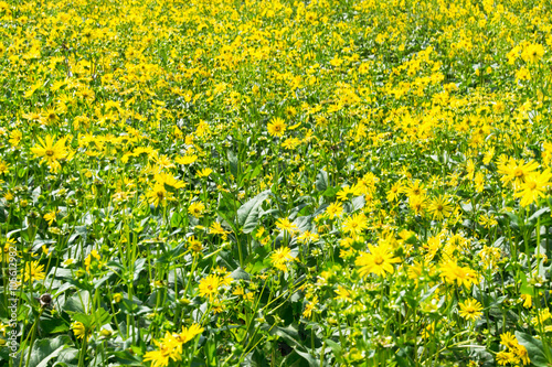 Durchwachsene Silphie - Silphium perfoliatum photo