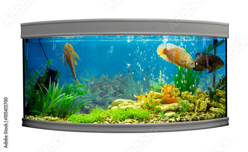 Beautiful semi-circular aquarium with tropical fish on a white background