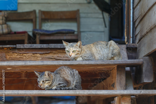 Fototapeta Naklejka Na Ścianę i Meble -  Cats on stairs