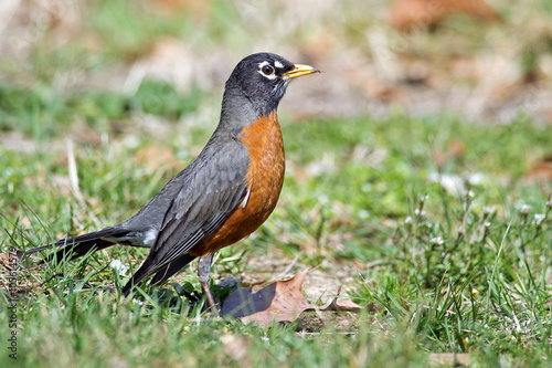 American Robin standing in the Grass