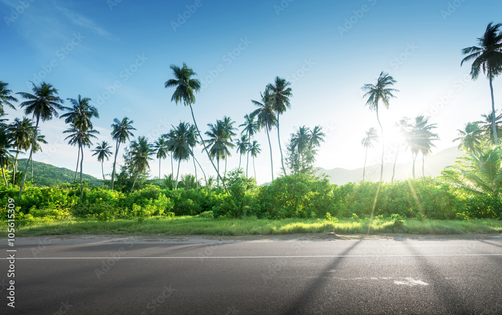 Fototapeta premium empty road in jungle of Seychelles islands