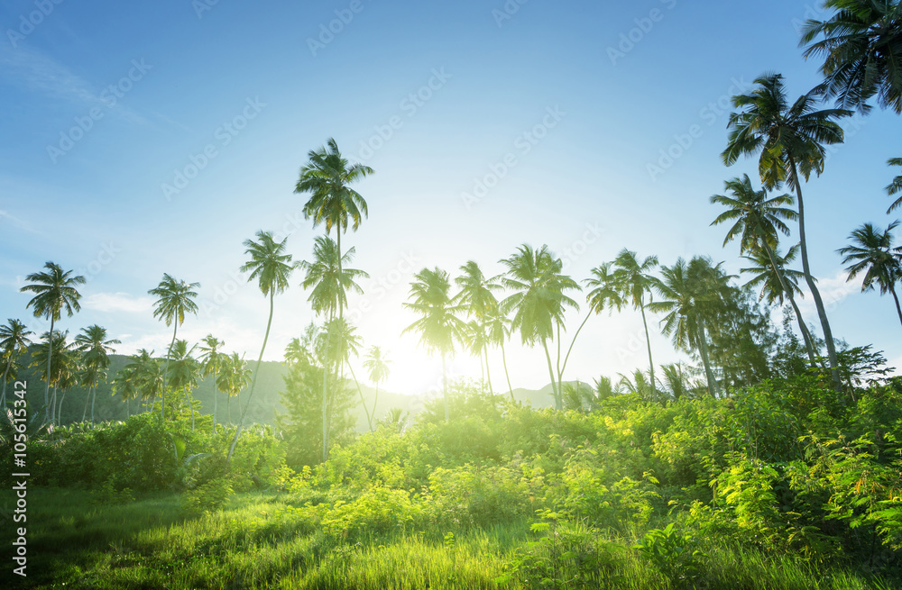 Fototapeta premium sunset in jungle, seychelles