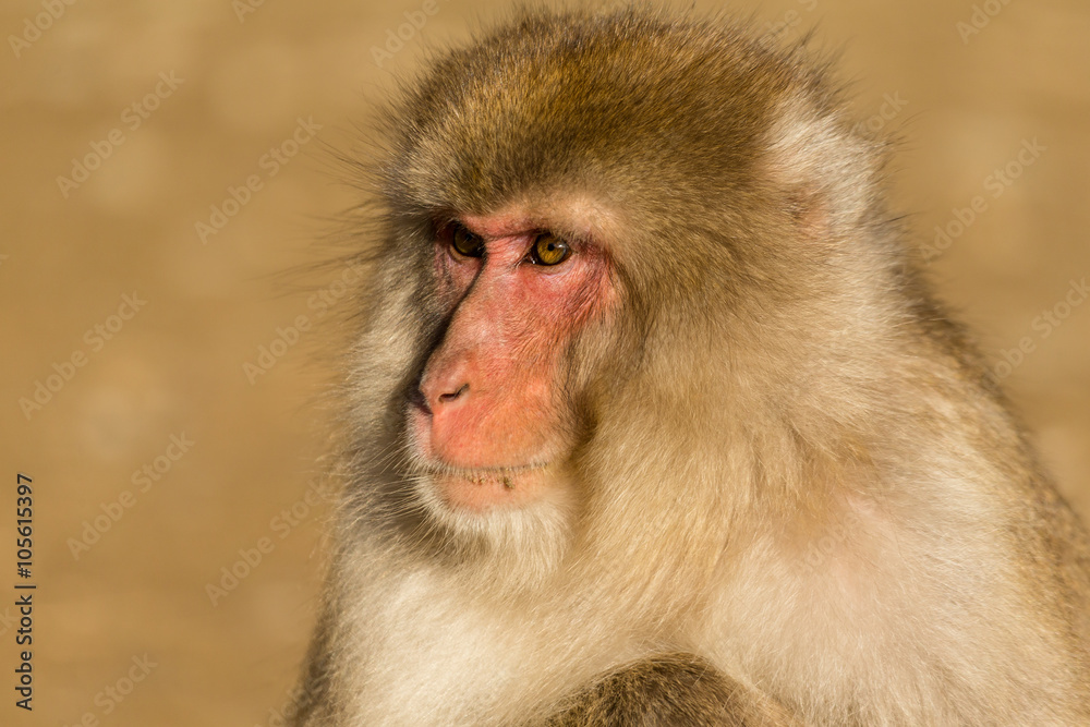 Monkey in wild life Monkey in wild life