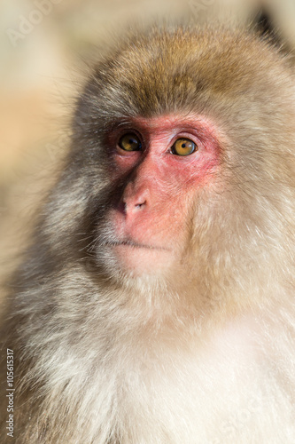 Monkey portrait © leungchopan
