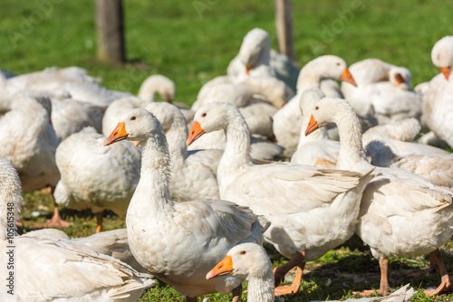 Geese gaggle grazing on green grass