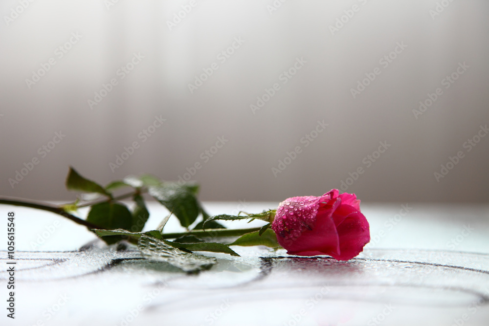 Fototapeta premium opuszczona róża pokryta kroplami wody / Opuszczona róża. Samotna róża rzucona na podłogę