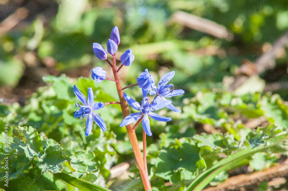 Fototapeta premium primrose snowdrop blue