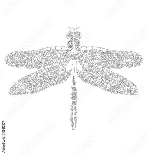 Hand drawn dragonfly on white background
