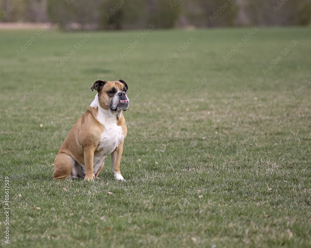 English bulldog sitting and posing in a field for a portrait