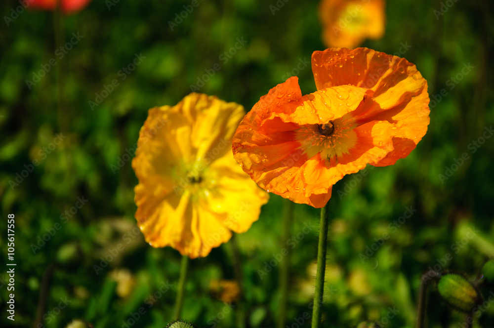 Obraz premium The beautiful blooming Corn poppy flowers in garden 