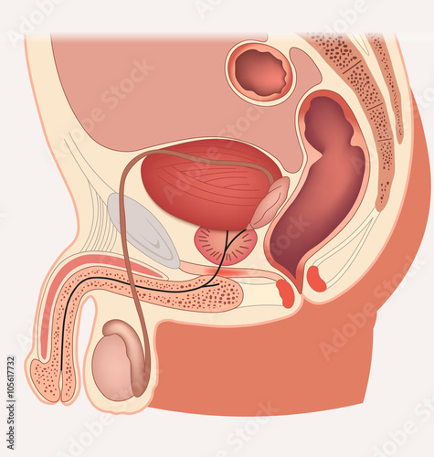 Male reproductive system median section.