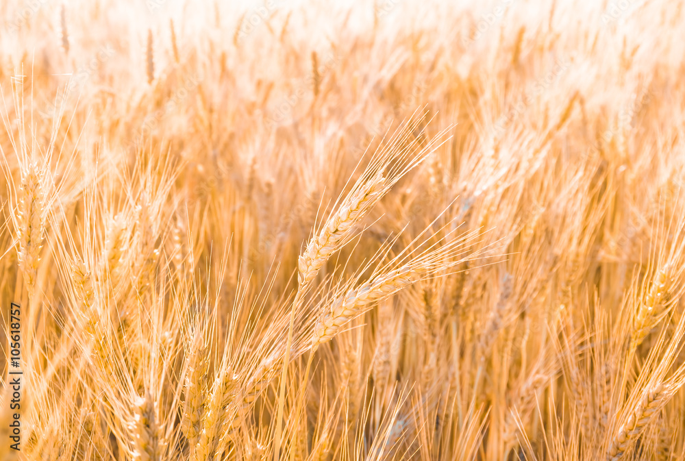 Fototapeta premium Golden ear of wheat