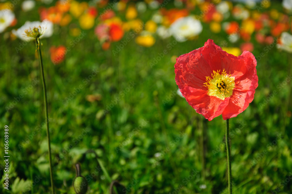 The beautiful blooming Corn poppy flowers in garden
The beautiful blooming Corn poppy flowers in garden