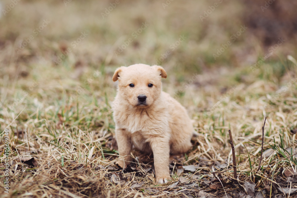 Young puppy waits for master outdoor Young puppy waits for master outdoor