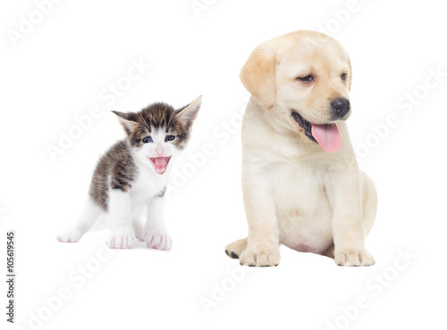 funny kitten and labrador puppy