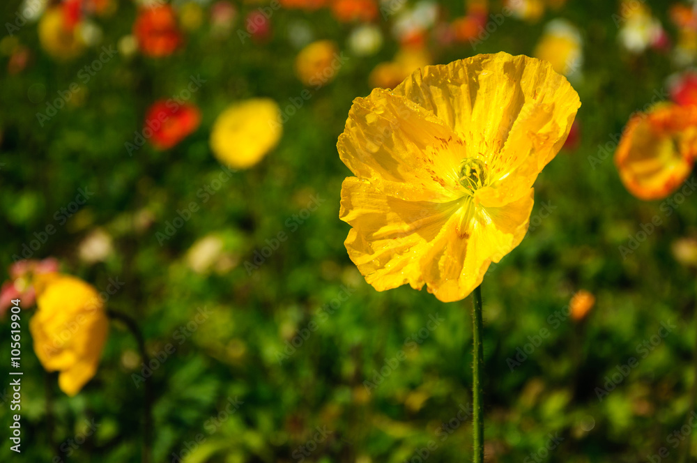 Obraz premium The beautiful blooming Corn poppy flowers in garden 