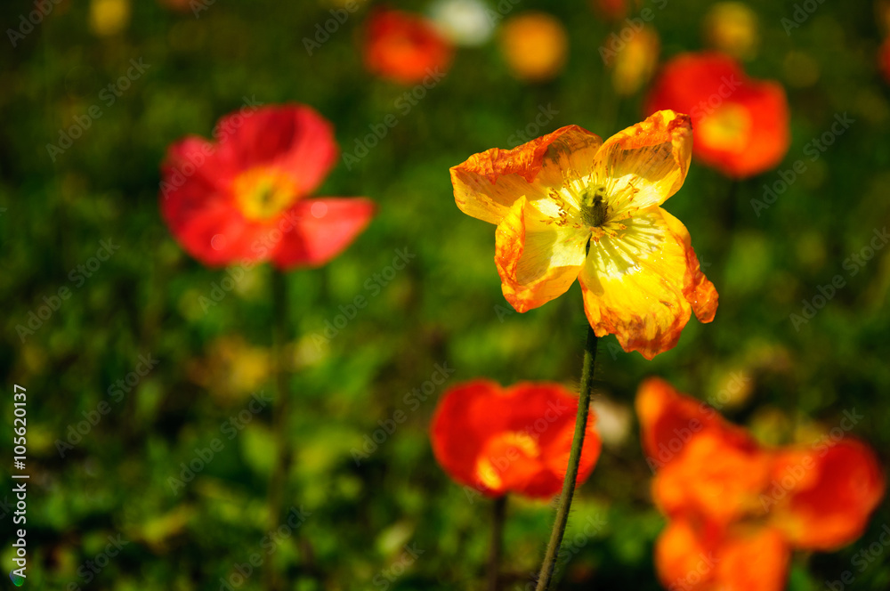 The beautiful blooming Corn poppy flowers in garden
The beautiful blooming Corn poppy flowers in garden