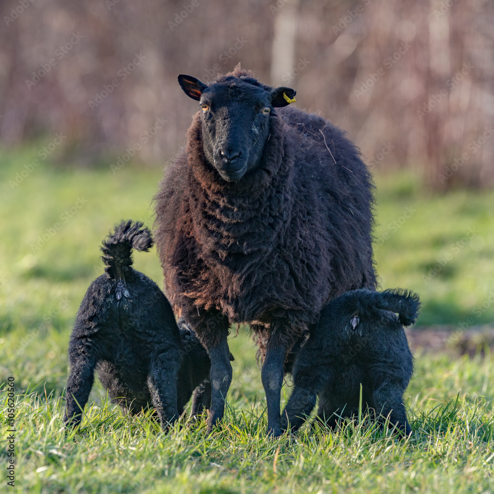 Obraz premium Two Black lambs feeding
