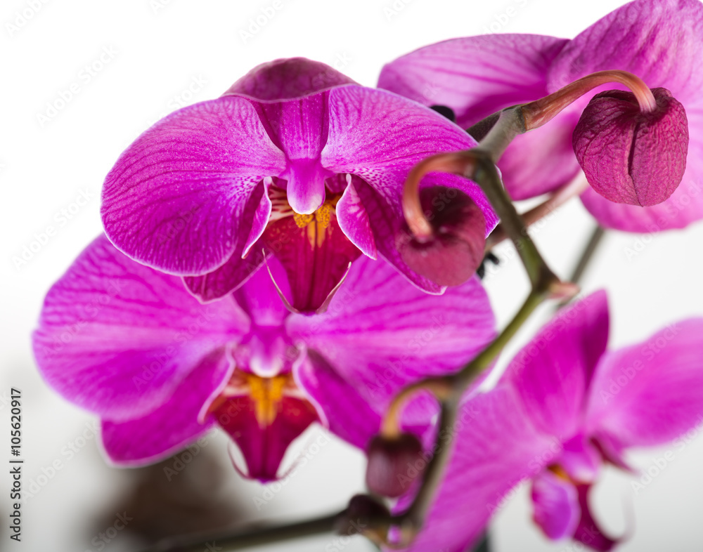 Pink streaked orchid flower, isolated Pink streaked orchid flower, isolated
