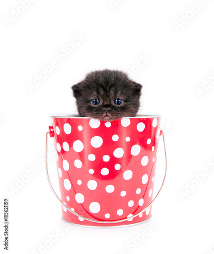 Katzenbaby im rotem Eimer
