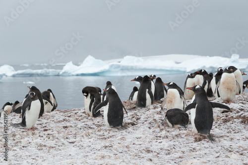 Gentoo Penguin colony, Antarctica.