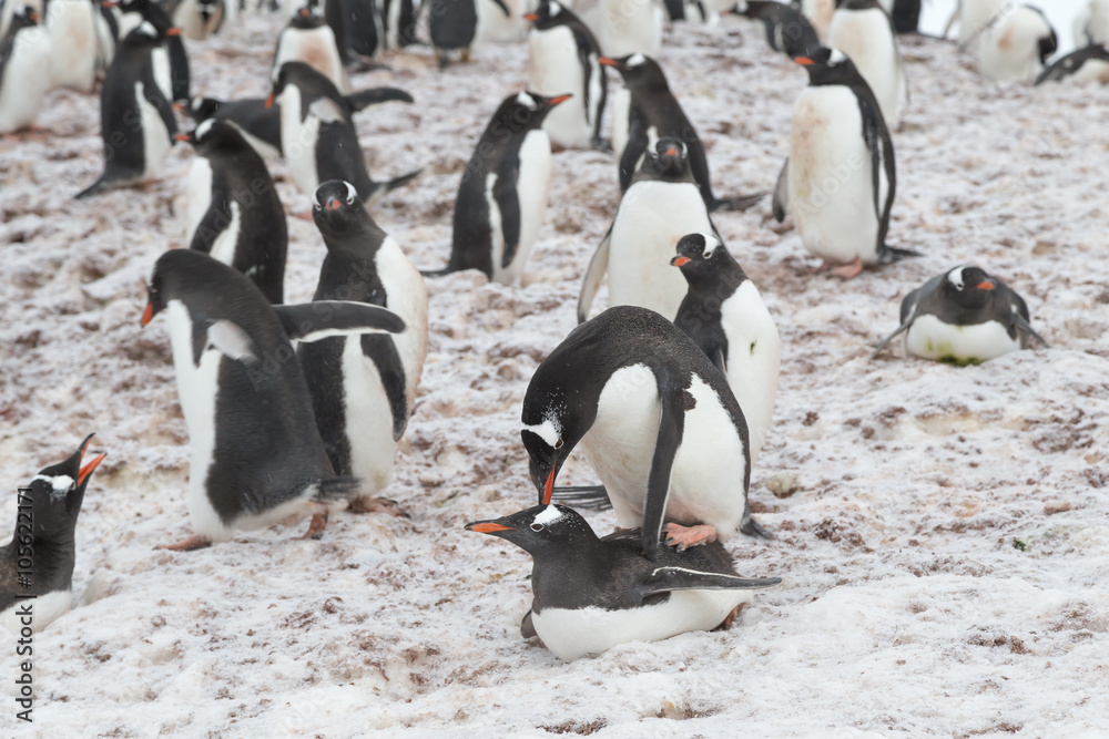 Obraz premium Mating Gentoo Penguins, Antarctica.
